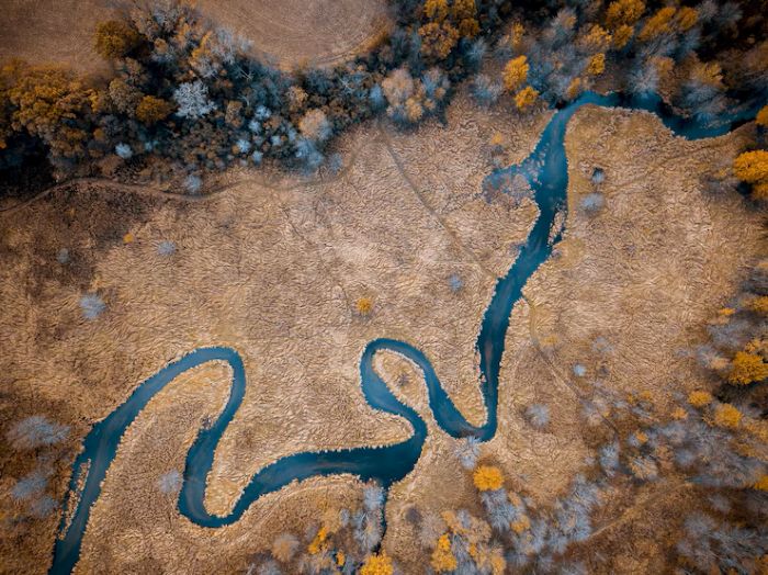 How Colossal Maps Evolutionary Pathways